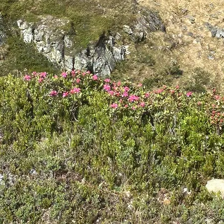 Apartman Haus Laubreuter